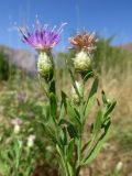 Acroptilon repens. Верхушка цветущего растения. Казахстан, Туркестанская обл., Сырдарья-Туркестанский государственный региональный природный парк, Боралдайский филиал, дол. р. Боралдай, ≈ 750 м н.у.м., низкотравно-саванноидное сообщество. 08.07.2019.