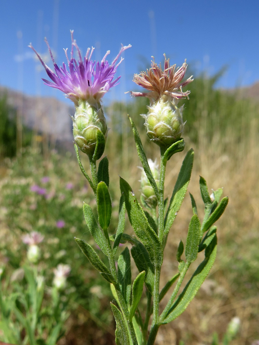 Image of Acroptilon repens specimen.