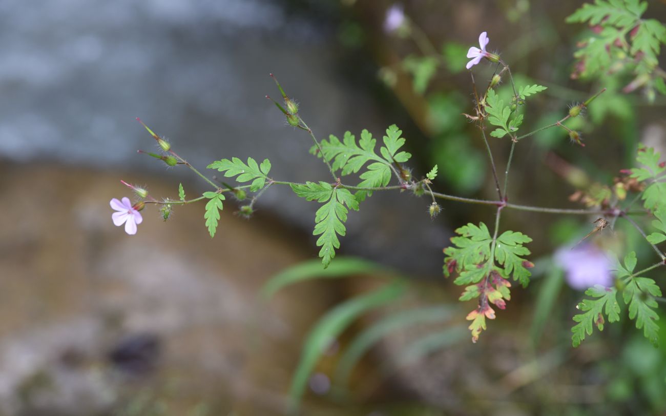 Image of Geranium robertianum specimen.