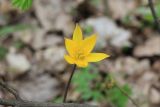 Tulipa biebersteiniana