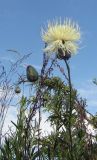Rhaponticoides ruthenica. Верхушка цветущего растения. Казахстан, Заилийский Алатау, Аксайское ущелье, 1800 м н.у.м. 07.07.2010.