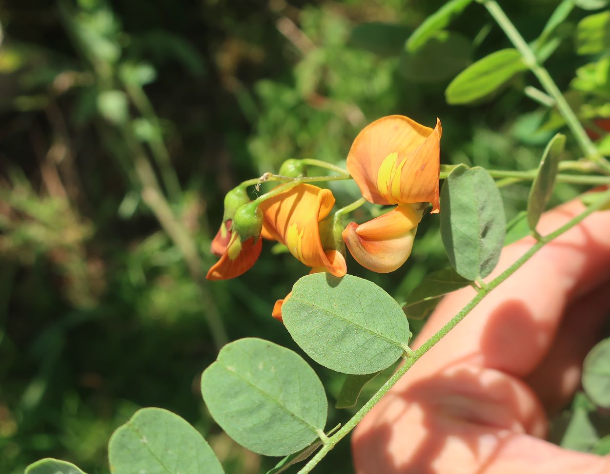 Изображение особи Colutea orientalis.