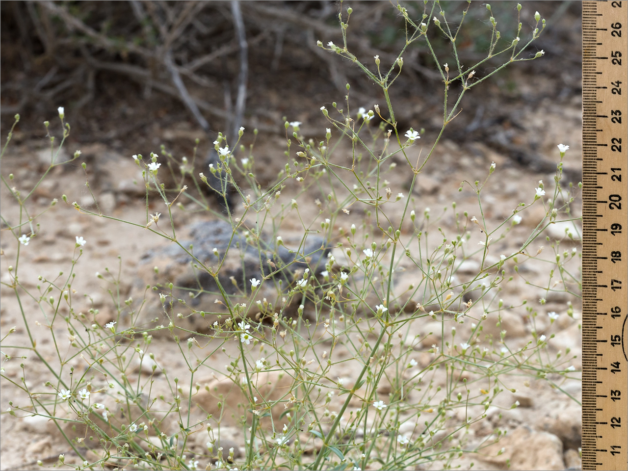 Image of Gypsophila diffusa specimen.