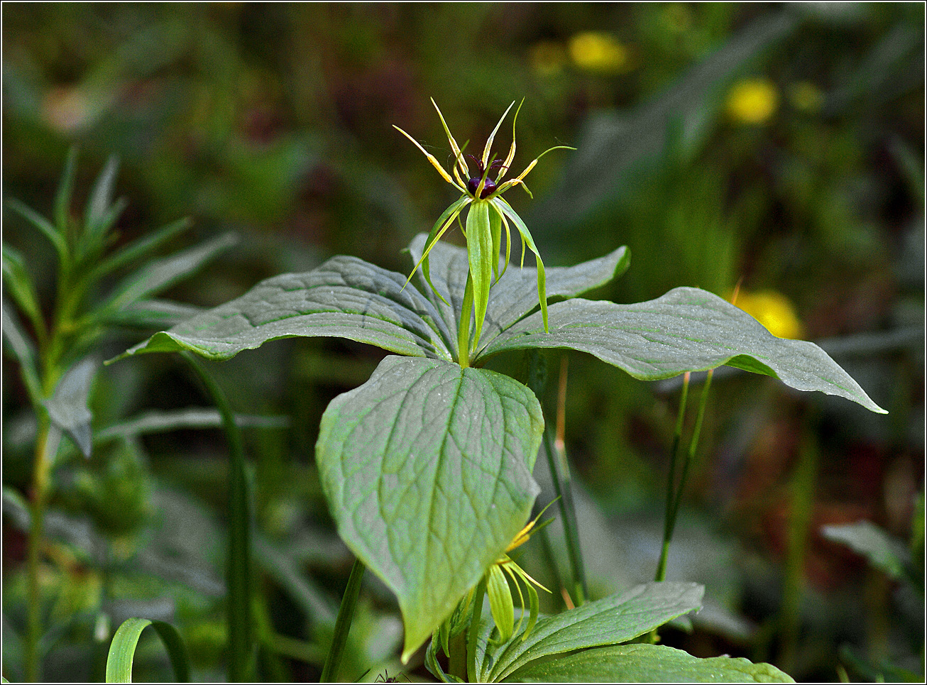 Image of Paris quadrifolia specimen.