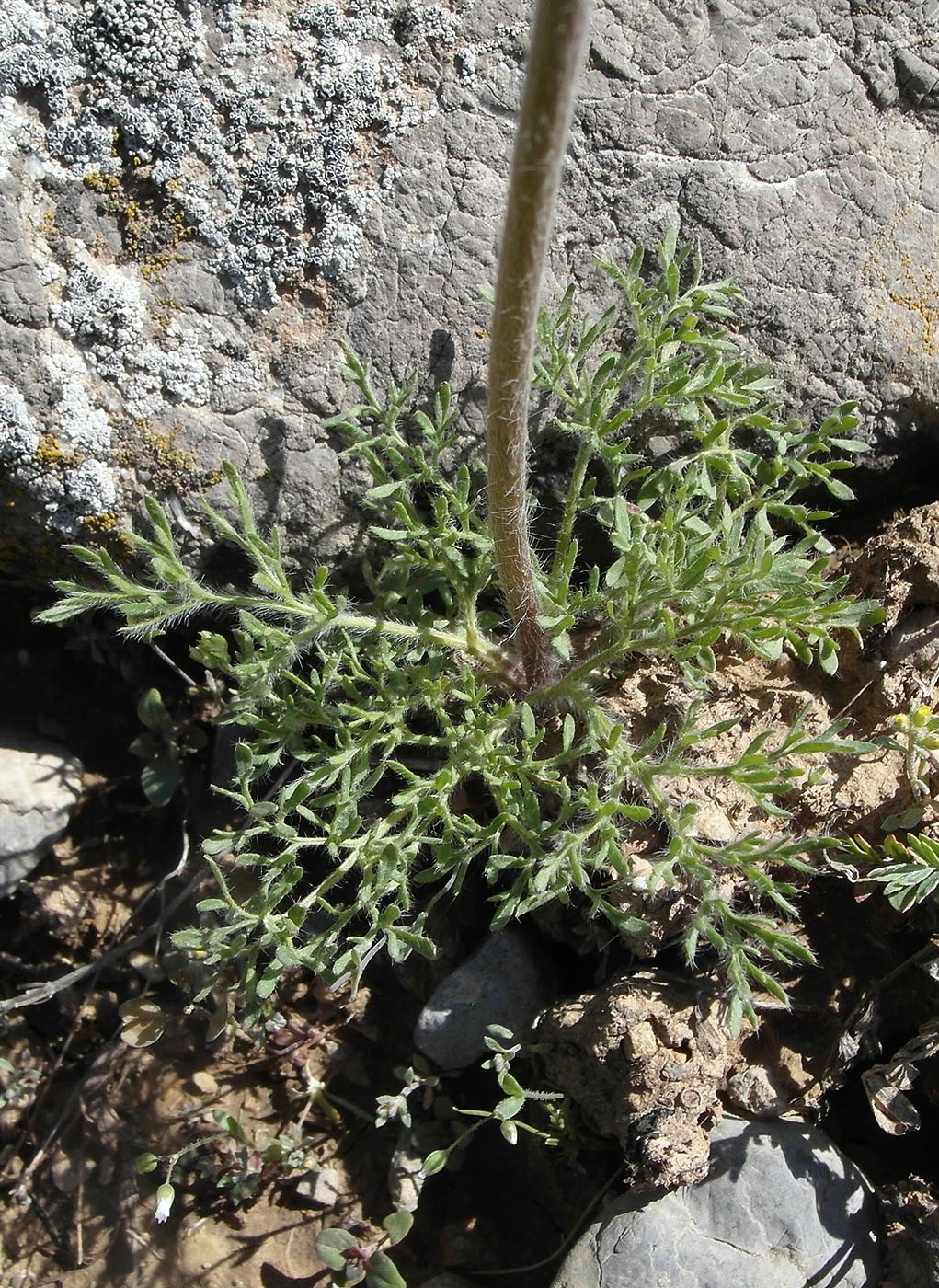 Image of Ranunculus regelianus specimen.