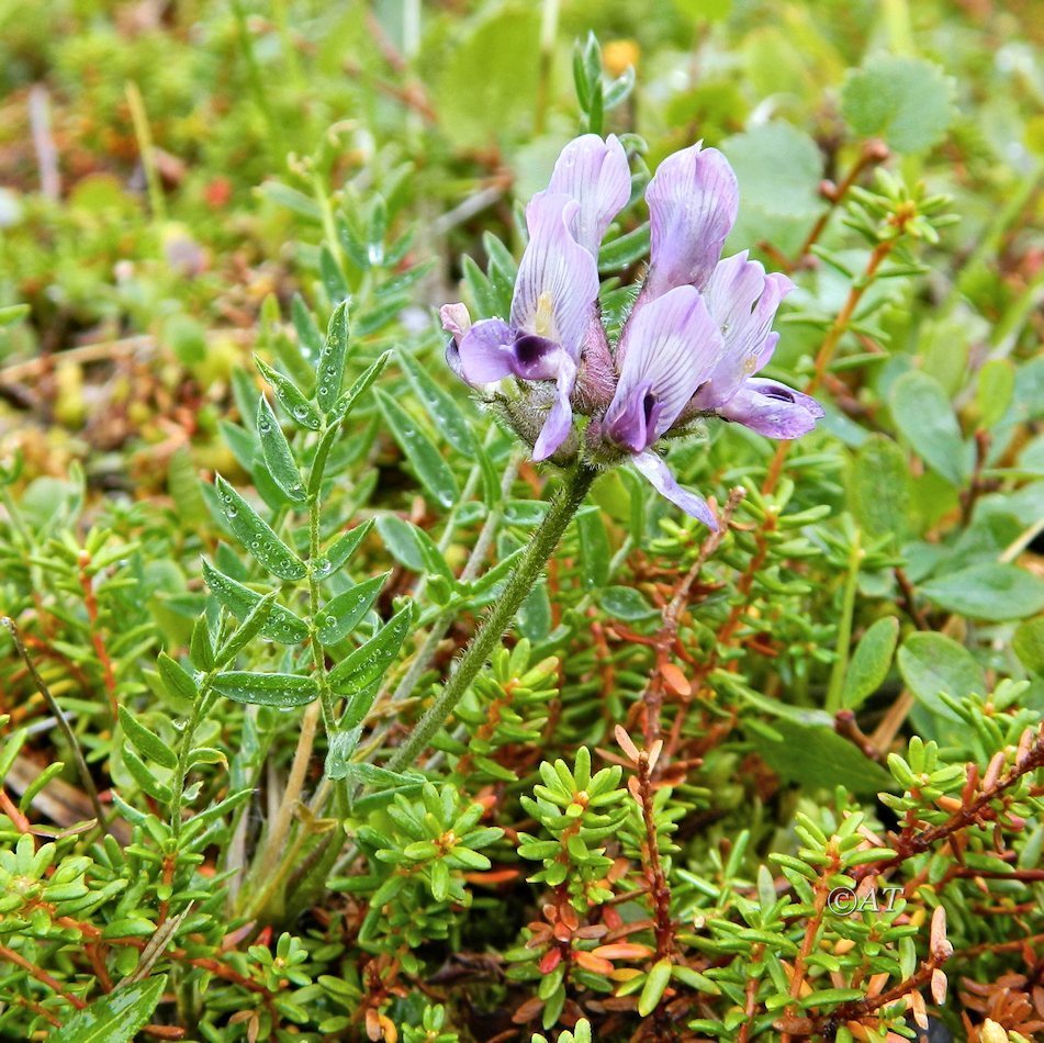 Изображение особи Oxytropis sordida.