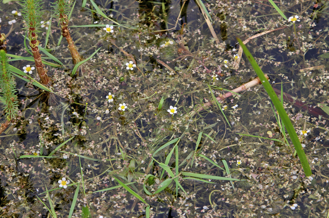Image of Ranunculus confervoides specimen.