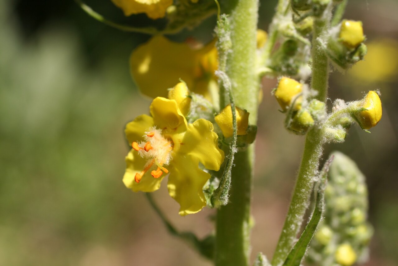 Image of Verbascum jankaeanum specimen.