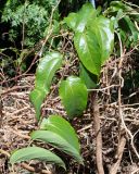 Passiflora maliformis