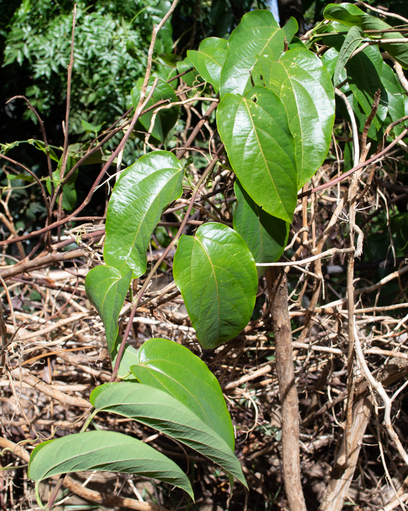 Image of Passiflora maliformis specimen.