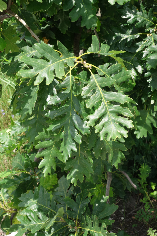 Изображение особи Quercus calcarea.