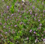 genus Thymus. Цветущие растения. Тульская обл., Плавский р-н, окр. пос. Молочные Дворы, луг. 20.06.2023.