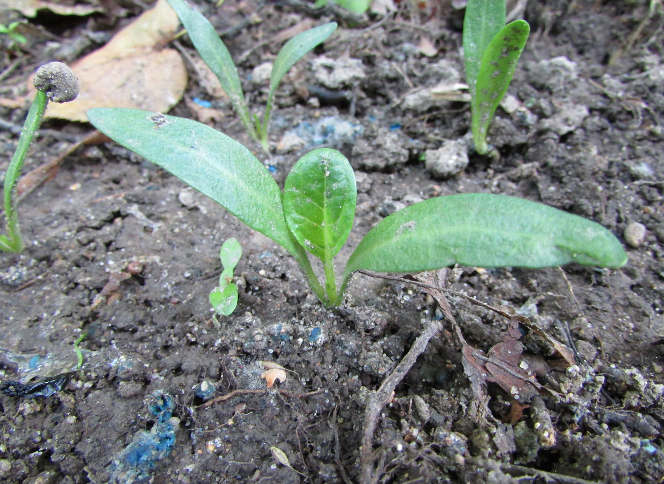 Image of Mandragora turcomanica specimen.