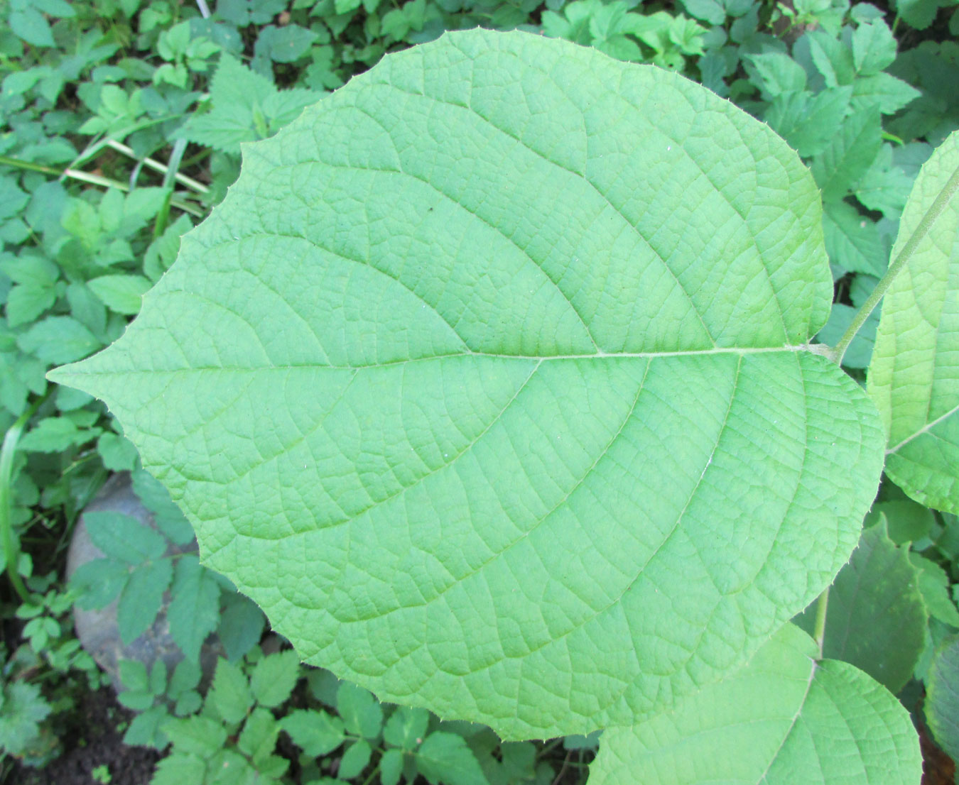 Image of Styrax obassia specimen.