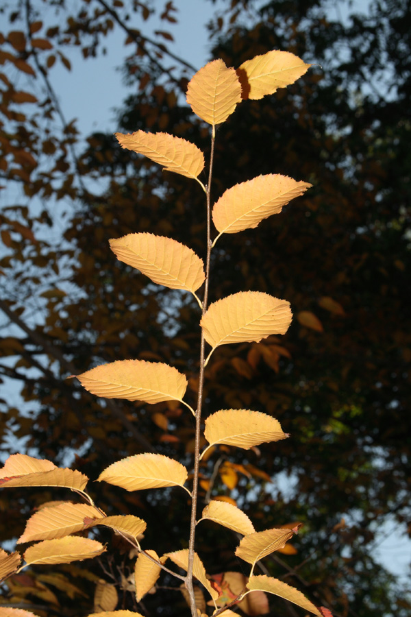 Image of Carpinus caroliniana specimen.