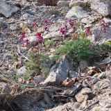 Dicentra peregrina