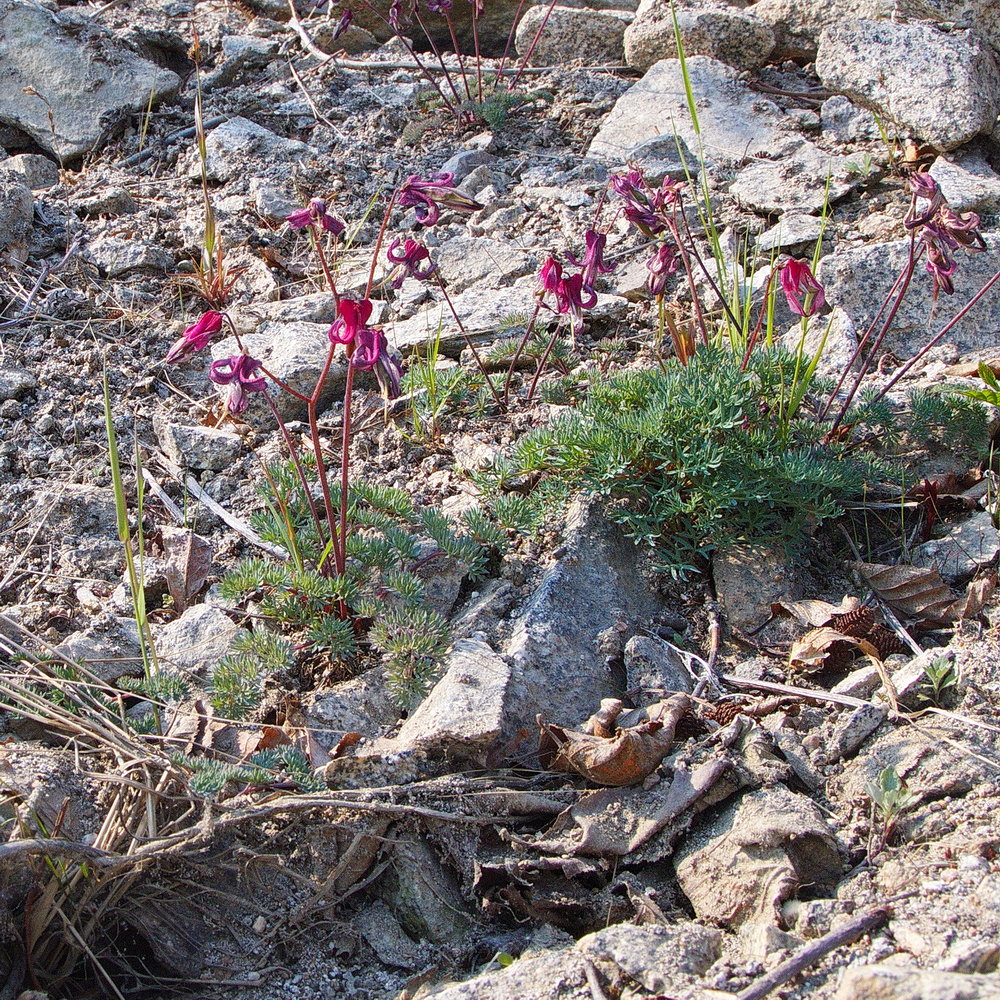 Image of Dicentra peregrina specimen.