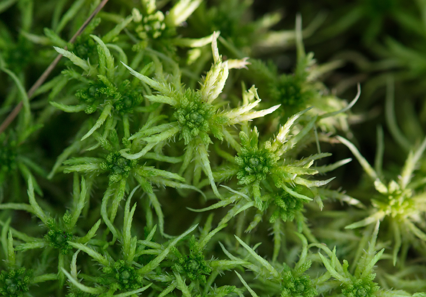 Image of Sphagnum squarrosum specimen.