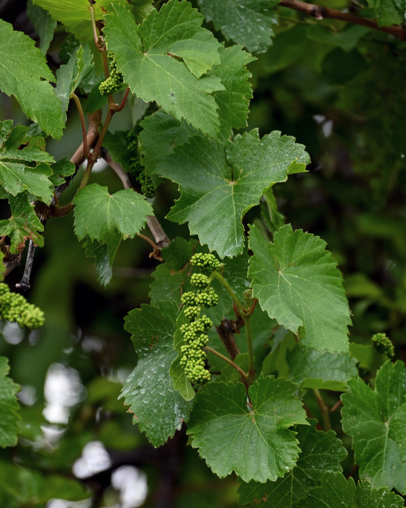 Изображение особи Vitis vinifera.