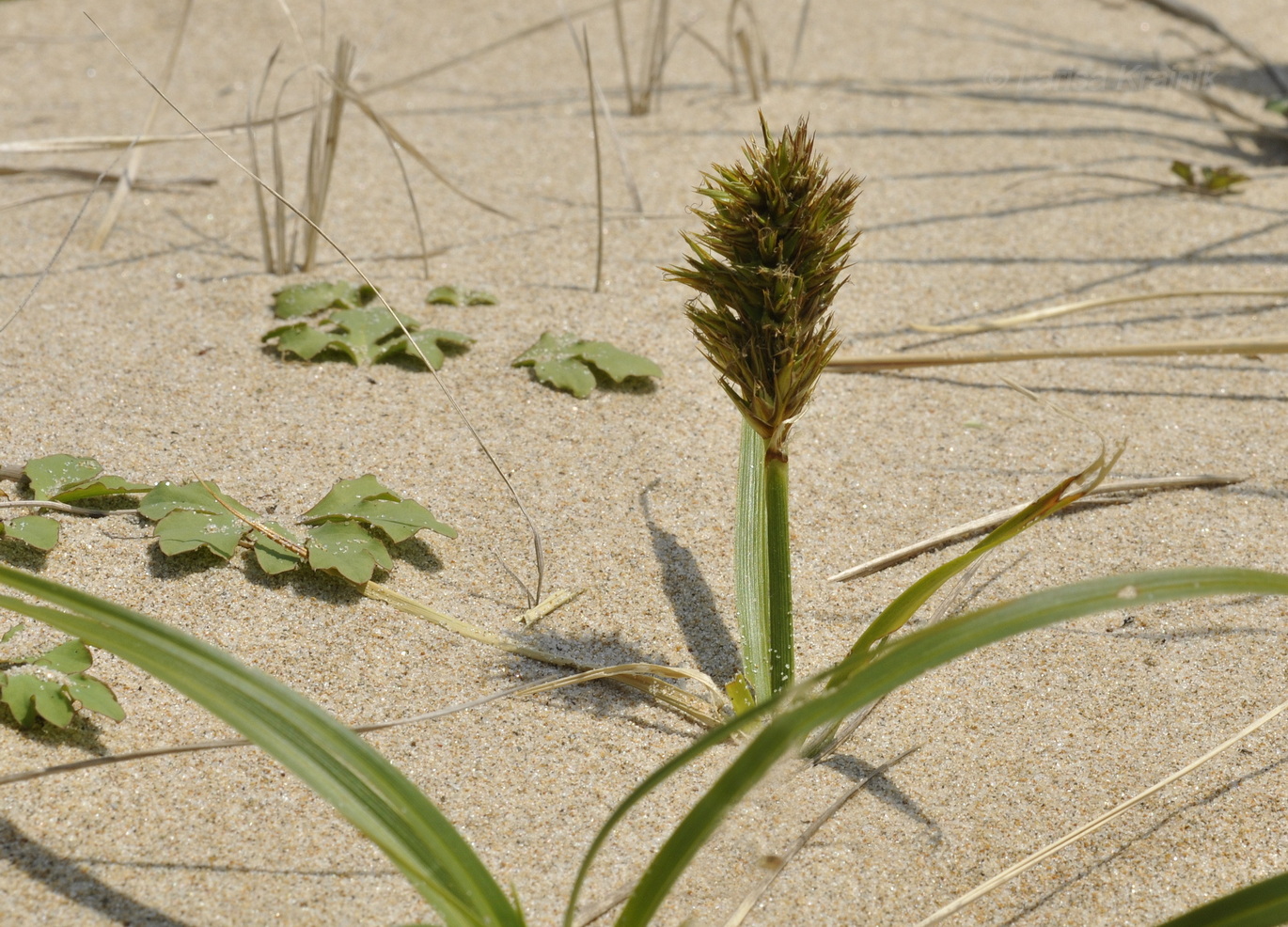 Изображение особи Carex macrocephala.