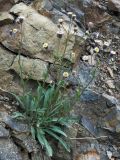 genus Erigeron