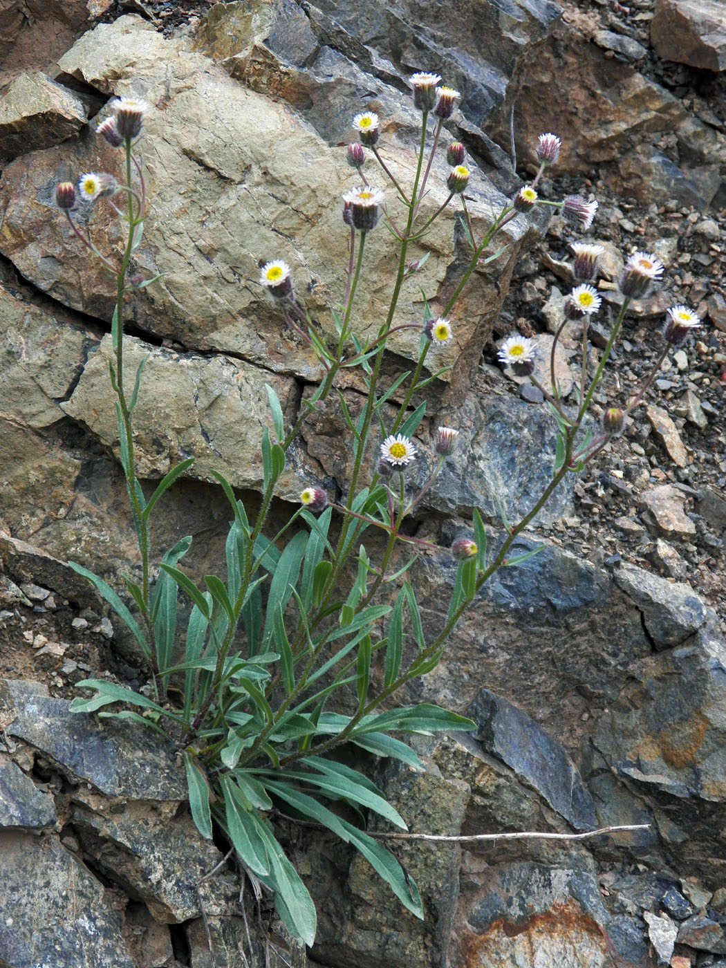 Image of genus Erigeron specimen.