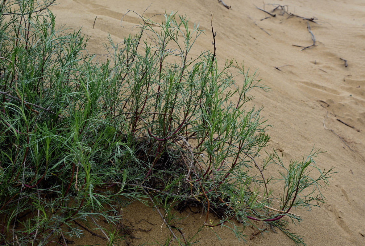 Image of Artemisia tschernieviana specimen.