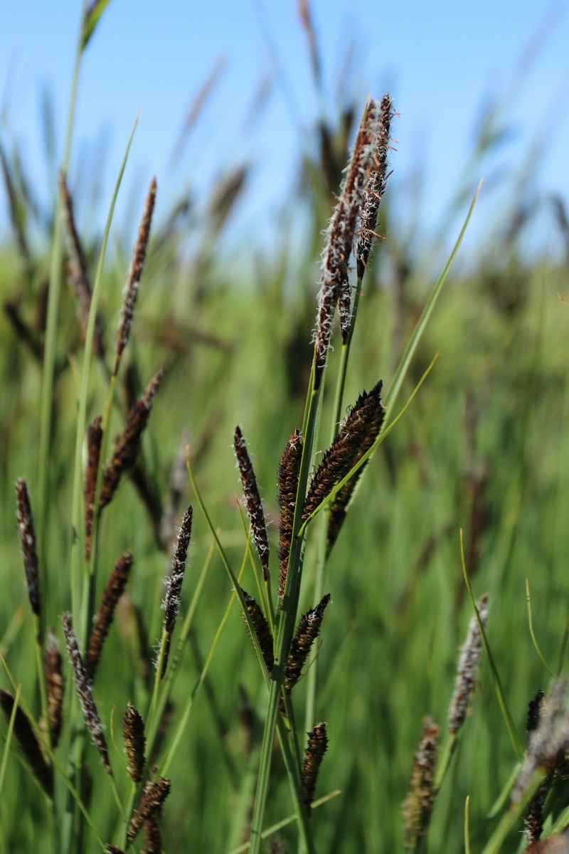 Image of Carex elata specimen.