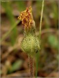 Pilosella officinarum. Соплодие. Чувашия, окр. г. Шумерля, возле водоочистной станции, склон оврага. 18 июня 2010 г.