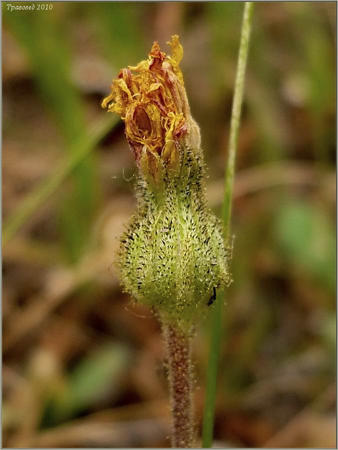 Изображение особи Pilosella officinarum.