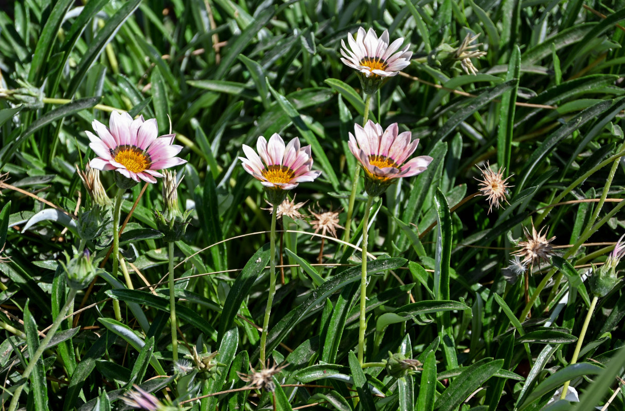 Изображение особи Gazania &times; hybrida.