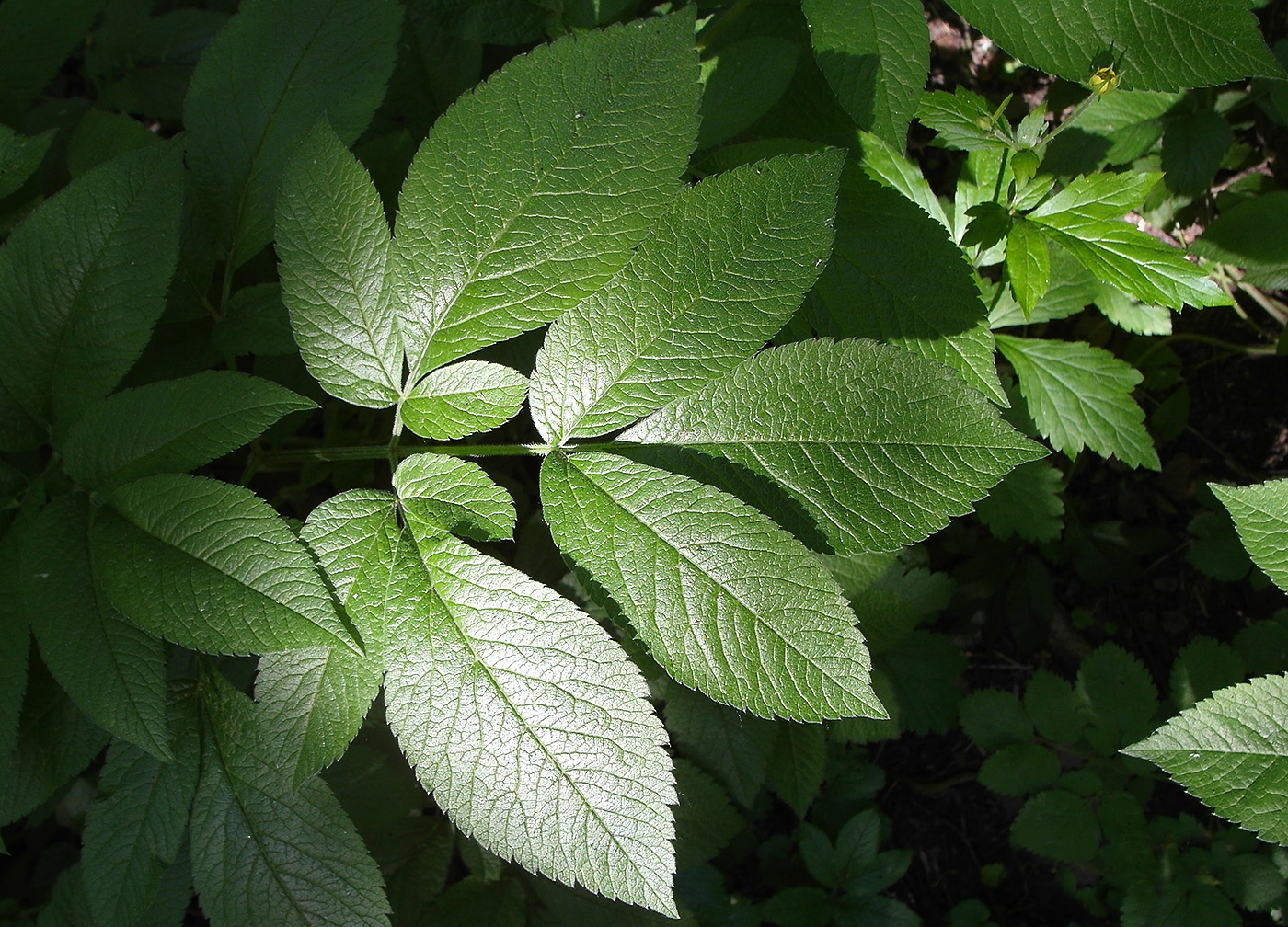 Изображение особи Chaerophyllum aromaticum.