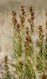 Artemisia salsoloides