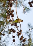 Pinus pinea. Верхушки веток с шишками и сидящим попугаем Калита. Израиль, г. Бат-Ям, в культуре. 15.12.2023.