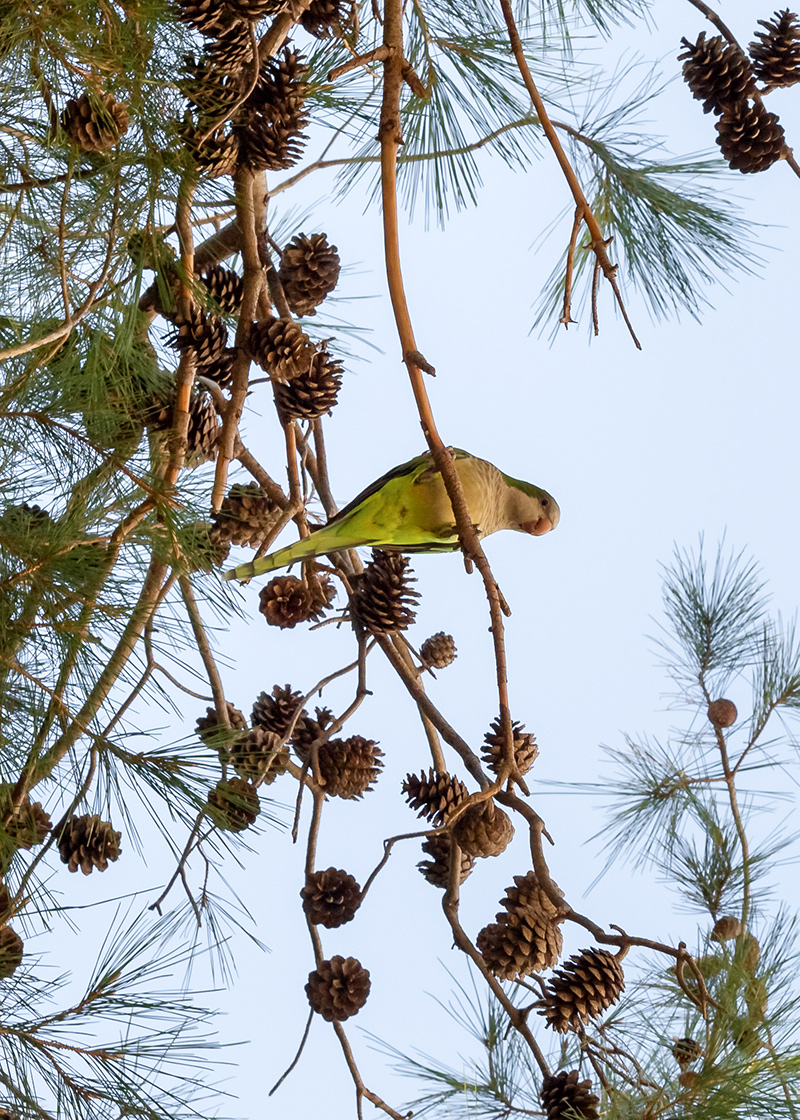 Изображение особи Pinus pinea.