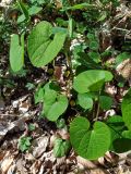 Aristolochia steupii. Цветущее растение. Краснодарский край, г/о Сочи, Хостинский р-н, гора Бытха, восточный склон, широколиственный лес. 02.04.2024.