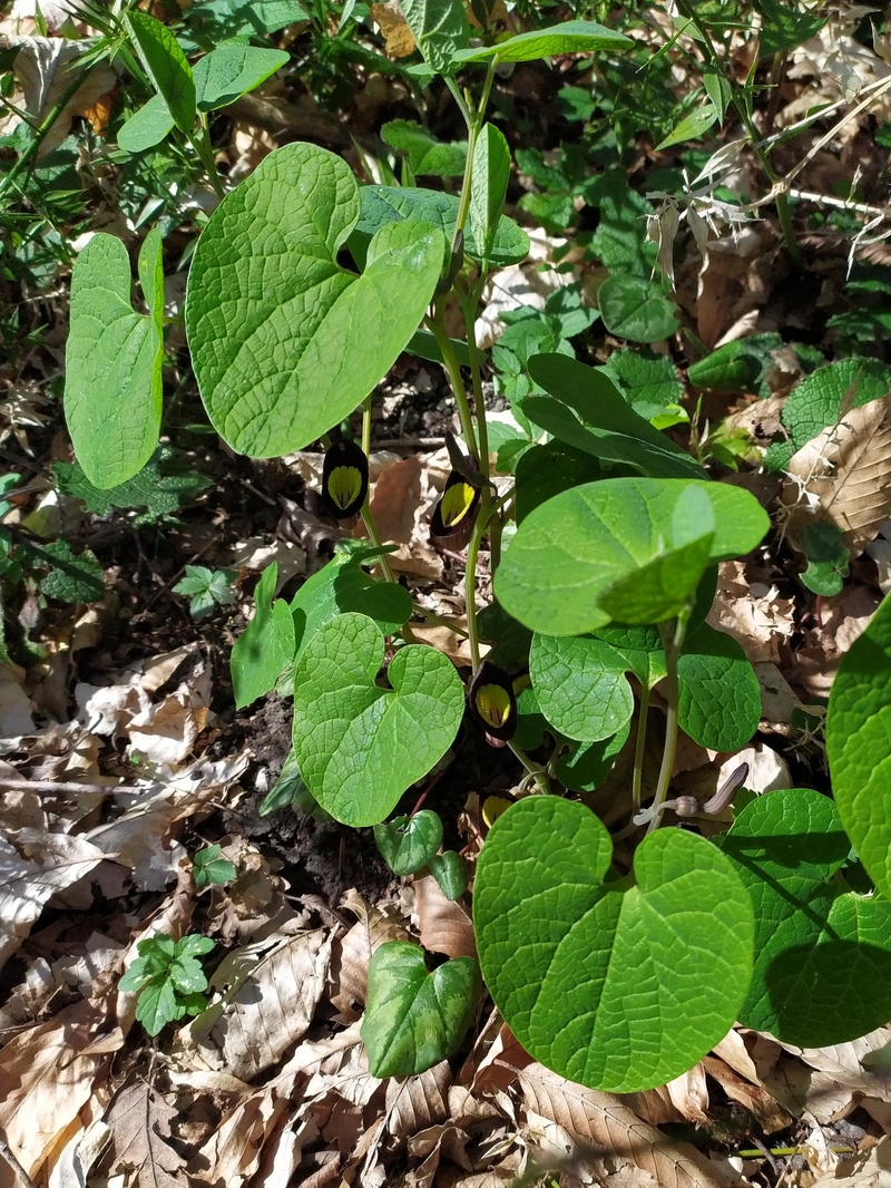 Image of Aristolochia steupii specimen.