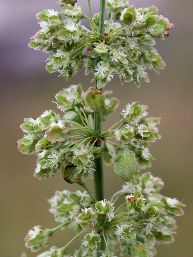 Image of Rumex aquaticus specimen.