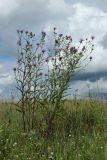 Centaurea jacea. Цветущее растение. Беларусь, Витебская обл., окр. пос. Езерище, побережье оз. Езерище за дендрарием, бровка склона, суходольный луг. 03.08.2023.