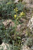 Arnebia decumbens