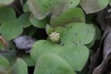 Hepatica nobilis. Лист и плод. ХМАО - Югра, г. Сургут, Сургутский ботанический сад. 11.06.2024.