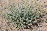 Sisymbrium subspinescens. Прикорневая часть растения. Казахстан, Алматинская обл., горы Богуты, каменисто-глинистая пустыня. 8 мая 2024 г.