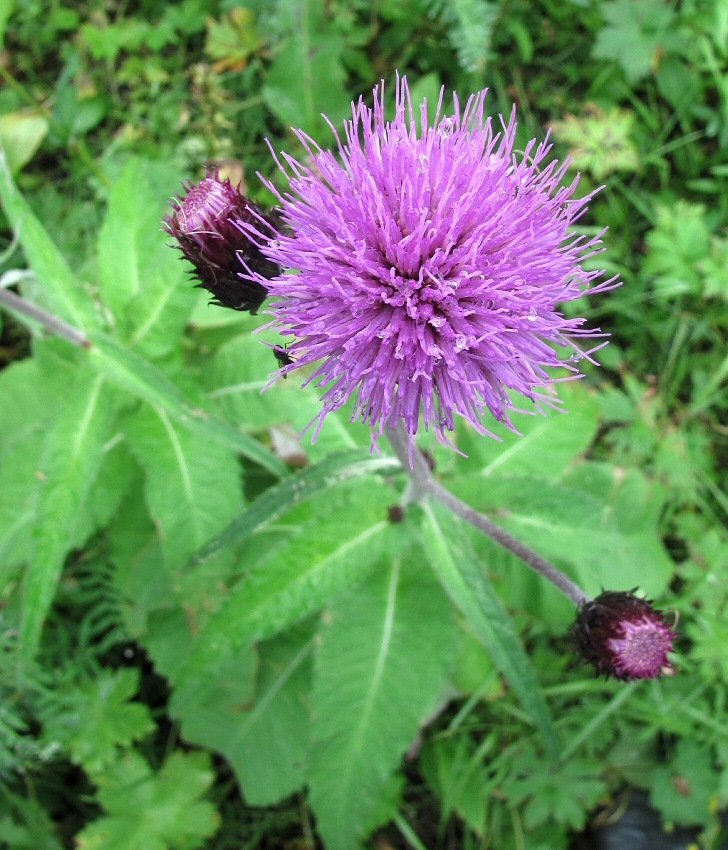 Изображение особи Cirsium helenioides.