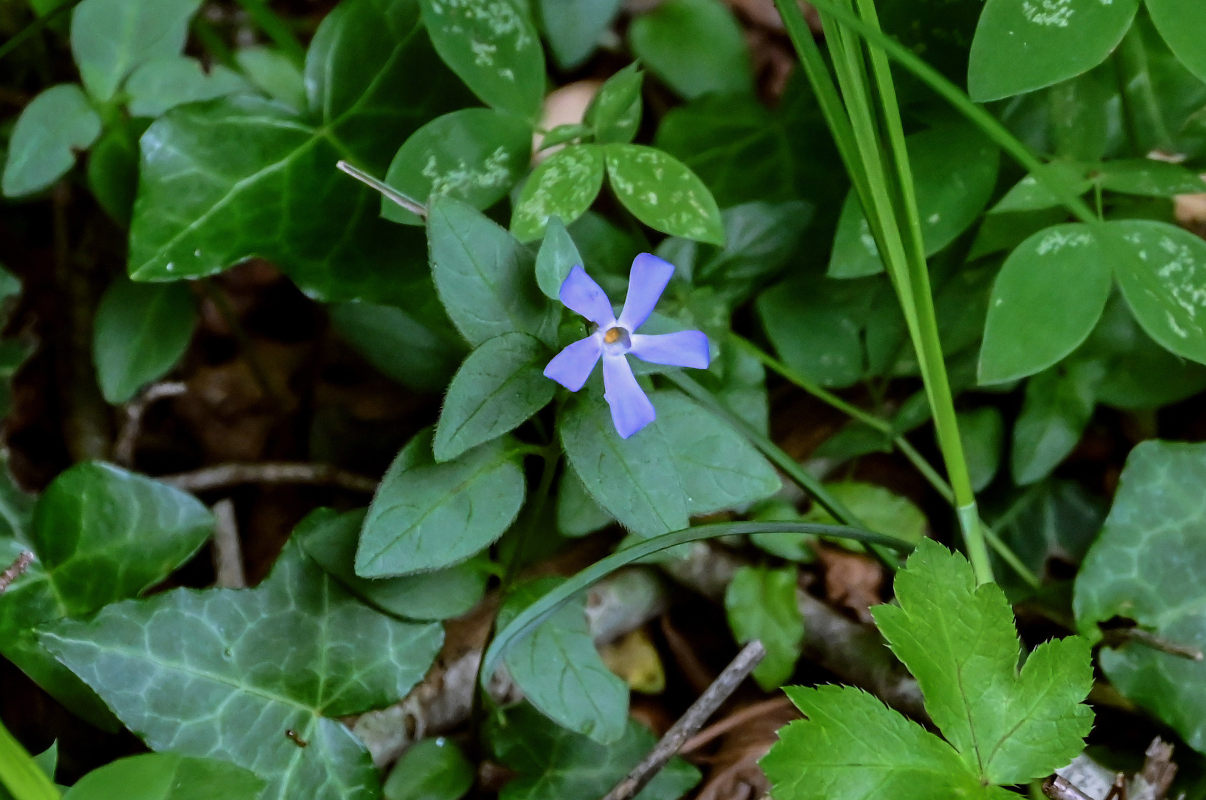 Image of Vinca pubescens specimen.