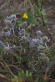 Eryngium planum