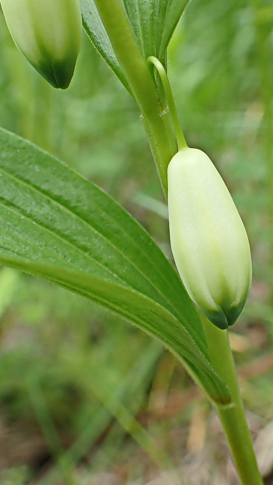 Изображение особи Polygonatum humile.