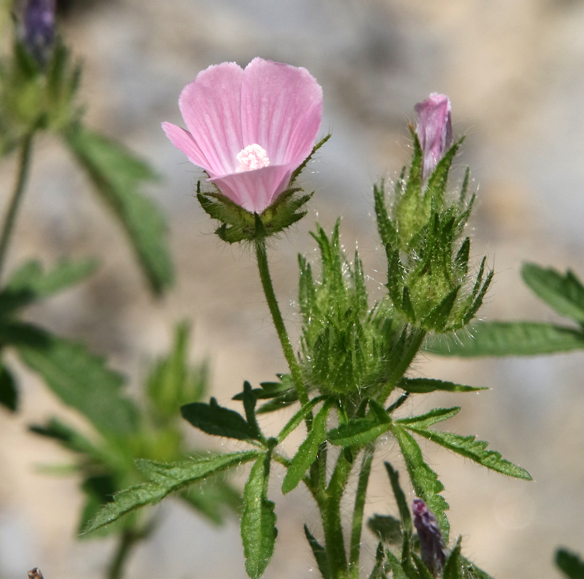 Image of Malva setigera specimen.