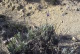 Lavandula latifolia. Цветущее и плодоносящее растение. Испания, Каталония, пров. Жирона, комарка Сельва, муниципалитет Сускеда, перевал Майа (Coll de Malla), 1010 м н.у.м, сложенный мергелями холм. 16.10.2024.