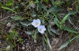 Convolvulus lineatus