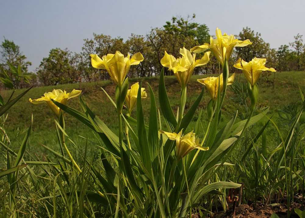 Image of Iris vorobievii specimen.